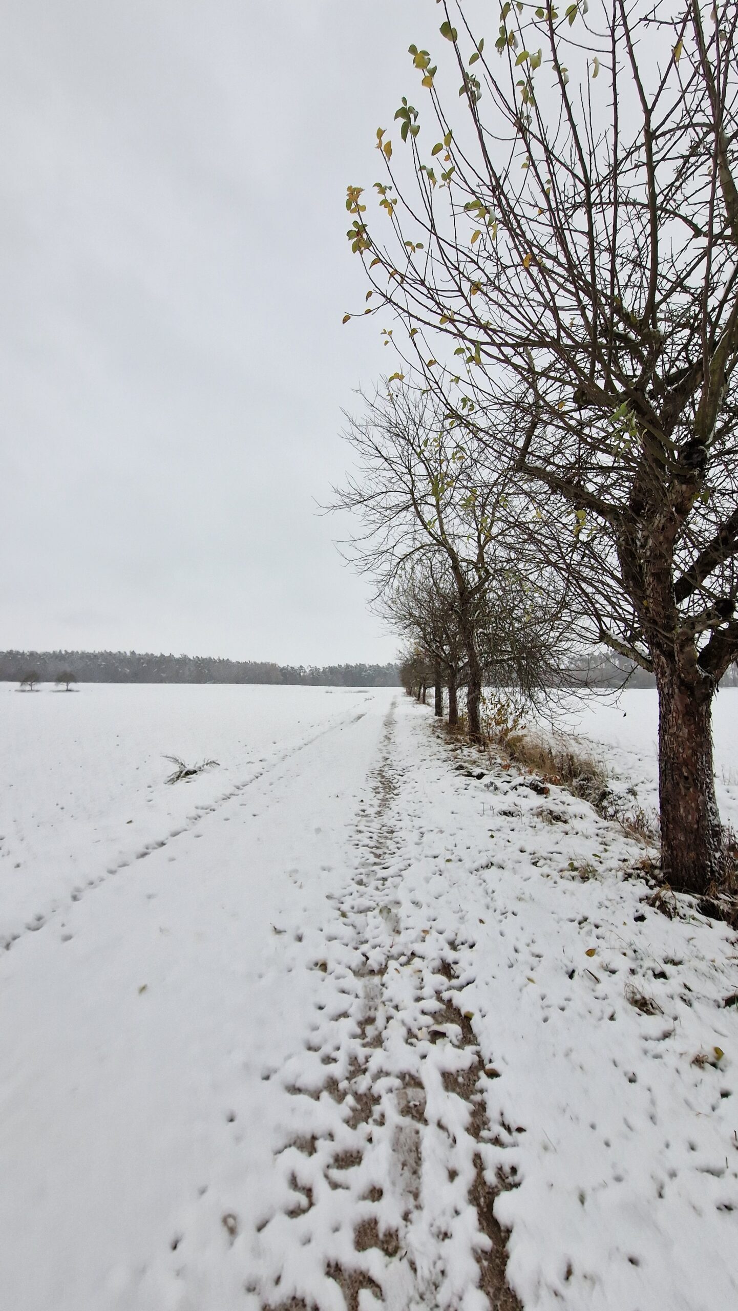 Unser wunderschöner Wald